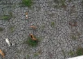 Foto udara warga menggembala kambing di lahan persawahan yang mengalami kekeringan di Mauk, Kabupaten Tangerang, Banten, Rabu (23/9/2026), dengan luas lahan terdampak 2.897,55 hektare per 14 September 2026.