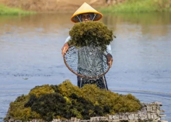 Pekerja memanen rumput laut Gracilaria sp di tambak Desa Pabean Udik, Indramayu, Jawa Barat