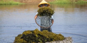 Pekerja memanen rumput laut Gracilaria sp di tambak Desa Pabean Udik, Indramayu, Jawa Barat
