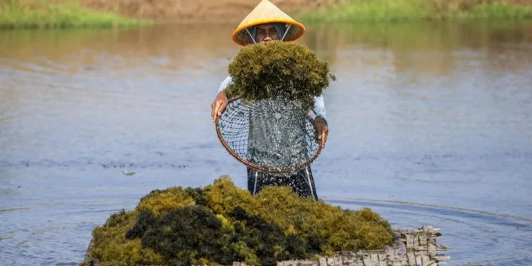 Pekerja memanen rumput laut Gracilaria sp di tambak Desa Pabean Udik, Indramayu, Jawa Barat